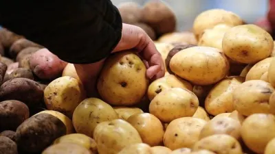 Rusiya Azərbaycanın 20 ton kartofunu ölkəyə buraxmadı