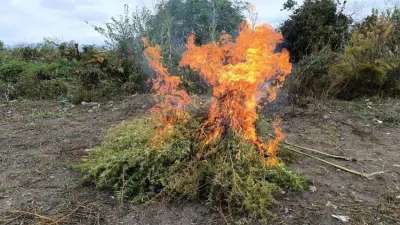 Zəngilanda 1 tona yaxın yabanı çətənə bitkisi məhv edilib