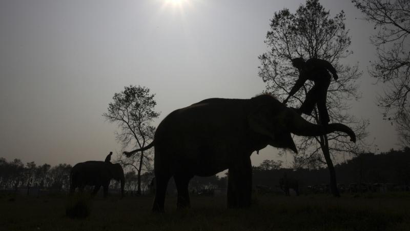 image-fil-elephant-reu-1644851_1