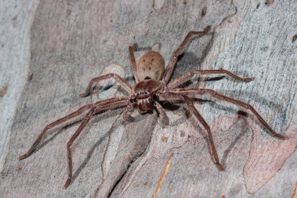 image-large-huntsman-spider-resting-on-eucalypt-tree-limb