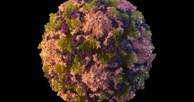 image-polio-virus-ap-1895138_1