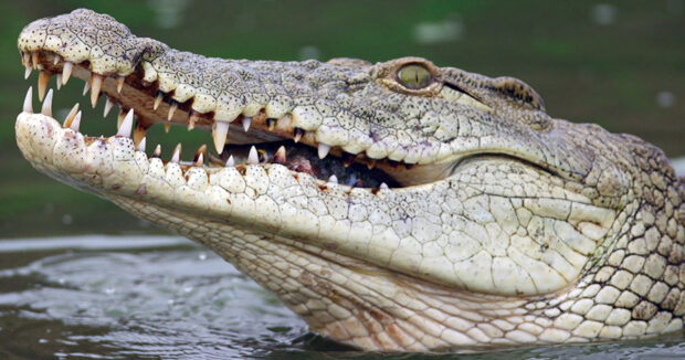 image-sc-aquarium-nile-crocodile-edit1