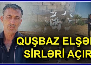 Quşbazlıq edən avtobus sürücüsü: “Göyərçinlərə görə hər yay işdən çıxıram” – VİDEOREPORTAJ