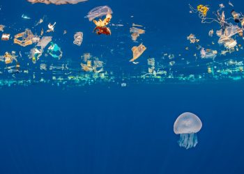 Canlı növlər yox olur, plastik tullantı problemi böyüyür