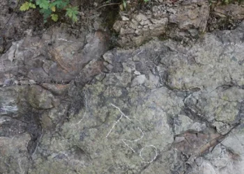 Çində tapıldı: 200 milyon il olduğu düşünülür
