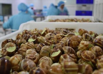 Fransadakı fermadan 90.000 avro dəyərində ilbizlər oğurlanıb