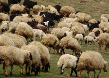 Yunanıstanda yüz minlərlə qoyun və keçi məhv edilib