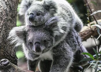 Avstraliyada koala populyasiyası böhranı: Ekosistem tutumu aşıla bilər