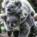 Avstraliyada koala populyasiyası böhranı: Ekosistem tutumu aşıla bilər