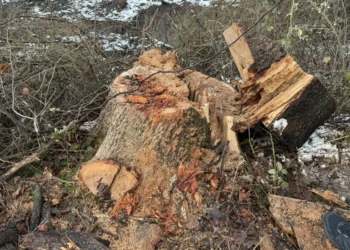 Oğuzda ağacları kəsməkdə şübhəli bilinən şəxs saxlanılıb