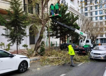 Güclü küləyə görə Bakıda 9 ağac sınıb