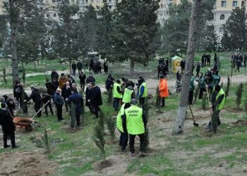 Sumqayıtda genişmiqyaslı ağacəkmə aksiyası keçirildi