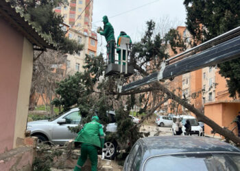 Bakıda güclü külək 19 ağacı sındırıb