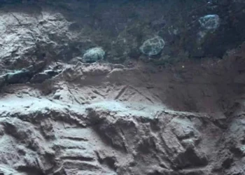 Top gülləsi boyda dinozavr yumurtalarından sümük əvəzinə nəhəng kristallar çıxdı