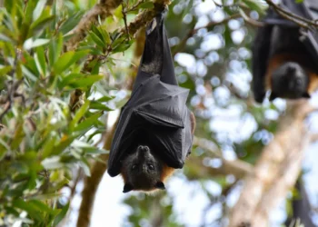 Yarasalarda Nipah virusuna qarşı anticisimlər aşkarlanıb