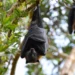 Yarasalarda Nipah virusuna qarşı anticisimlər aşkarlanıb