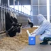 Azərbaycanda iri və xırdabuynuzlu heyvanlar dabaq xəstəliyinə qarşı peyvəndlənib