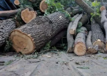Bakı, Sumqayıt, Qax və Samuxda yaşıllıqlara 63 min manatdan çox ziyan vurulub