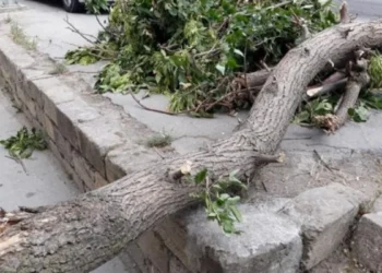 Bakıda güclü külək səbəbindən 34 ağac aşıb