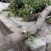 Bakıda güclü külək səbəbindən 34 ağac aşıb