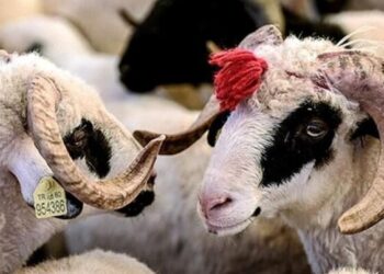Qurbanlıq bazarında YENİ QAYDALAR qüvvəyə mindi