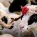 Qurbanlıq bazarında YENİ QAYDALAR qüvvəyə mindi