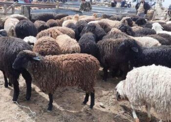 Qurban bayramında ətin qiyməti BAHALAŞACAQ?