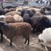 Qurban bayramında ətin qiyməti BAHALAŞACAQ?