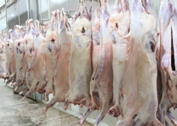 Məcnun Məmmədov: Ət istehsalımız istehlakı qarşılaya bilmir