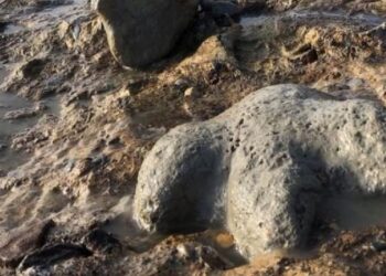 Taylandda yeni dinozavr növlərinin fosilləri tapıldı