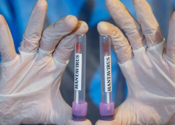 Hantavirus yeni pandemiyaya çevrilə bilər?