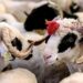 Qurban bayramı ilə bağlı fətva verilib, bayram namazının vaxtı açıqlanıb