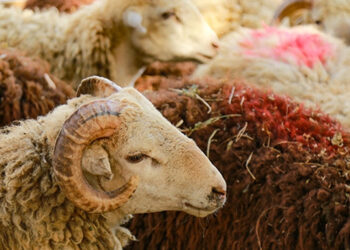 Ölkə üzrə qurbanlıq məntəqələr müəyyənləşdi – TAM SİYAHI