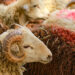 Ölkə üzrə qurbanlıq məntəqələr müəyyənləşdi – TAM SİYAHI