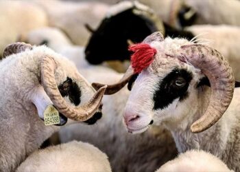 Qurban əti ilə bağlı xəbərdarlıq: Bu səhvləri etməyin
