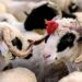Qurban əti ilə bağlı xəbərdarlıq: Bu səhvləri etməyin