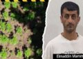 Hirkan Milli Parkında narkoplantasiya aşkarlanıb