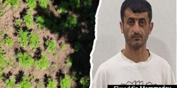 Hirkan Milli Parkında narkoplantasiya aşkarlanıb