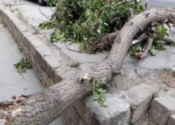 Güclü külək nəticəsində ağac aşıb, bir nəfər xəsarət alıb