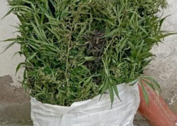 DİN: Yabanı halda bitmiş çətənə kolları məhv edilib