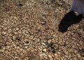 Avropada həddindən artıq istilər quraqlığı daha da şiddətləndirir