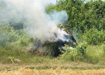 Şuşada bir ton çətənə kolu məhv edildi