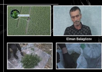 Balakəndə qarğıdalı sahəsində külli miqdarda narkotik aşkarlanıb