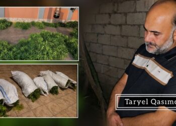 Sabirabadda həyətində narkotik tərkibli bitkilər yetişdirən şəxs saxlanıldı