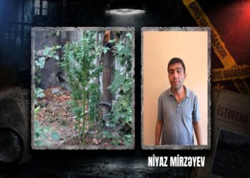 Göyçayda narkotik tərkibli bitkilər yetişdirən şəxs tutulub