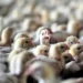Avstraliyada quş qripindən ilk kütləvi quş tələfatı