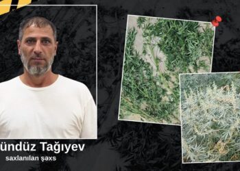 Astarada həyətində narkotik tərkibli bitkilər yetişdirən şəxs saxlanılıb