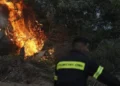 Yunanıstanın bir çox bölgəsində meşə yanğınları baş verib