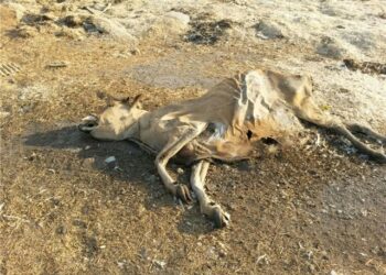 Azərbaycanda ölmüş heyvanların utilizasiyası üzrə müəssisələr yaradıla bilər