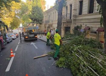 Külək nəticəsində Bakıda 15 ağac sınıb, 20 ağacın budaqları qırılıb